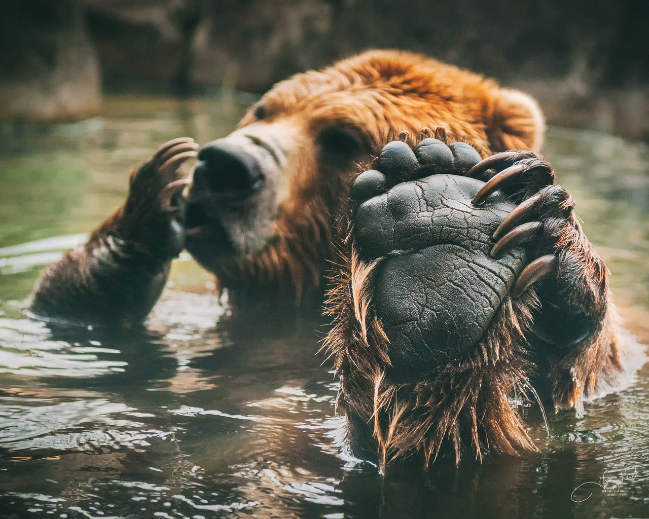 Brown Bear Bathing for 1280 x 1024 resolution