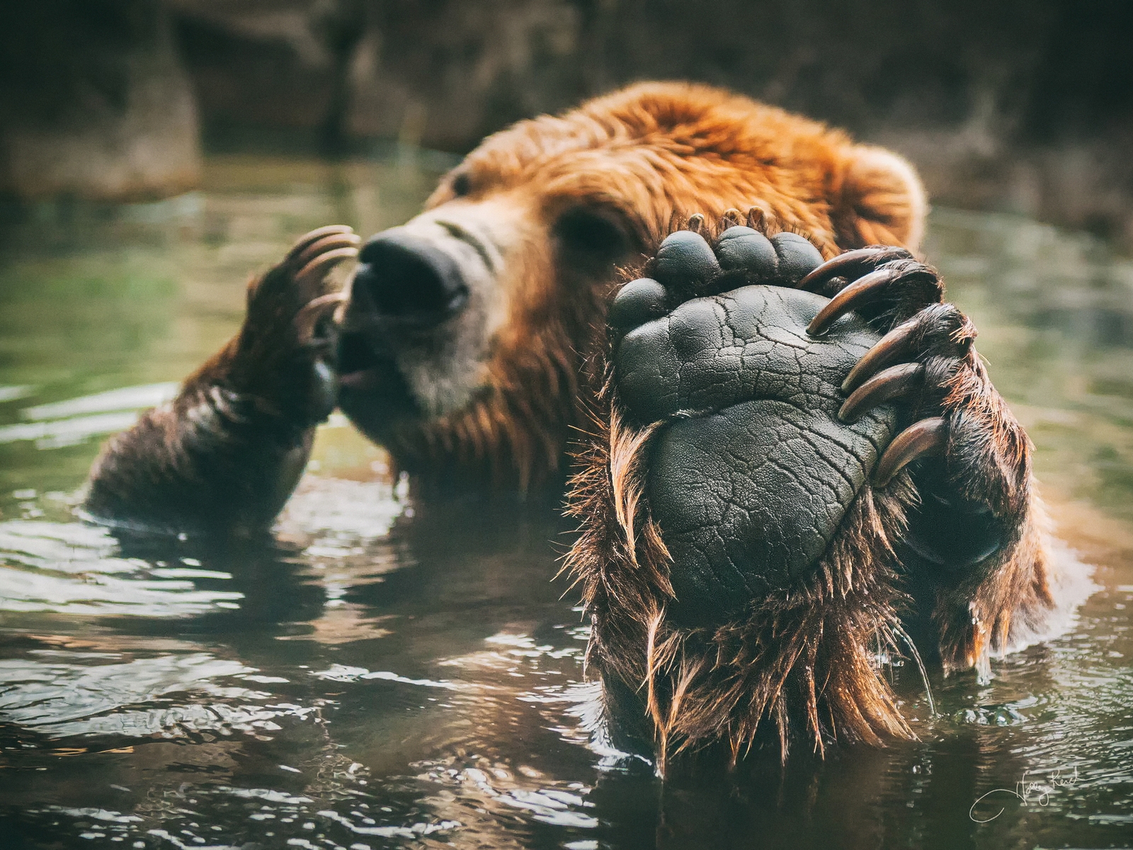 Brown Bear Bathing for 1600 x 1200 resolution