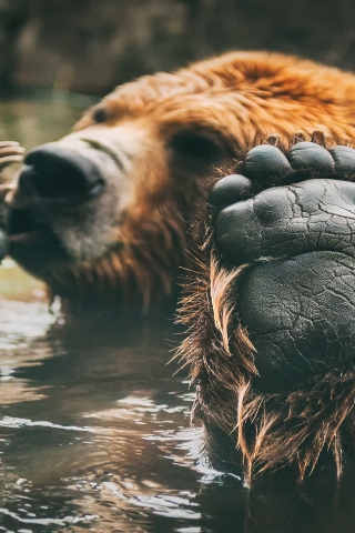 Brown Bear Bathing for 320 x 480 iPhone resolution