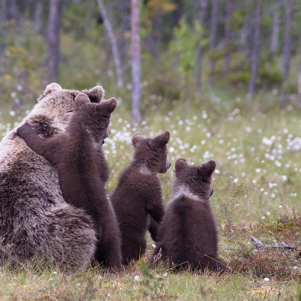 Brown Bear Family for 1024 x 1024 iPad resolution