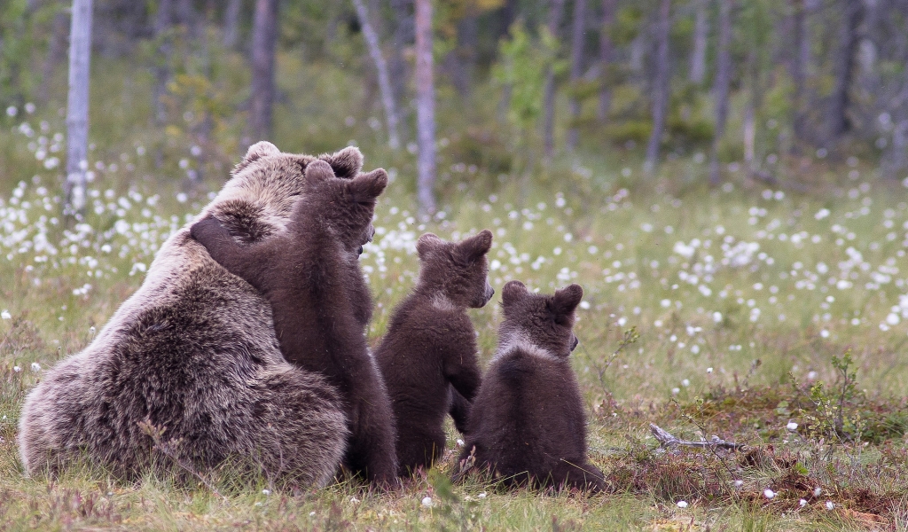 Brown Bear Family for 1024 x 600 widescreen resolution