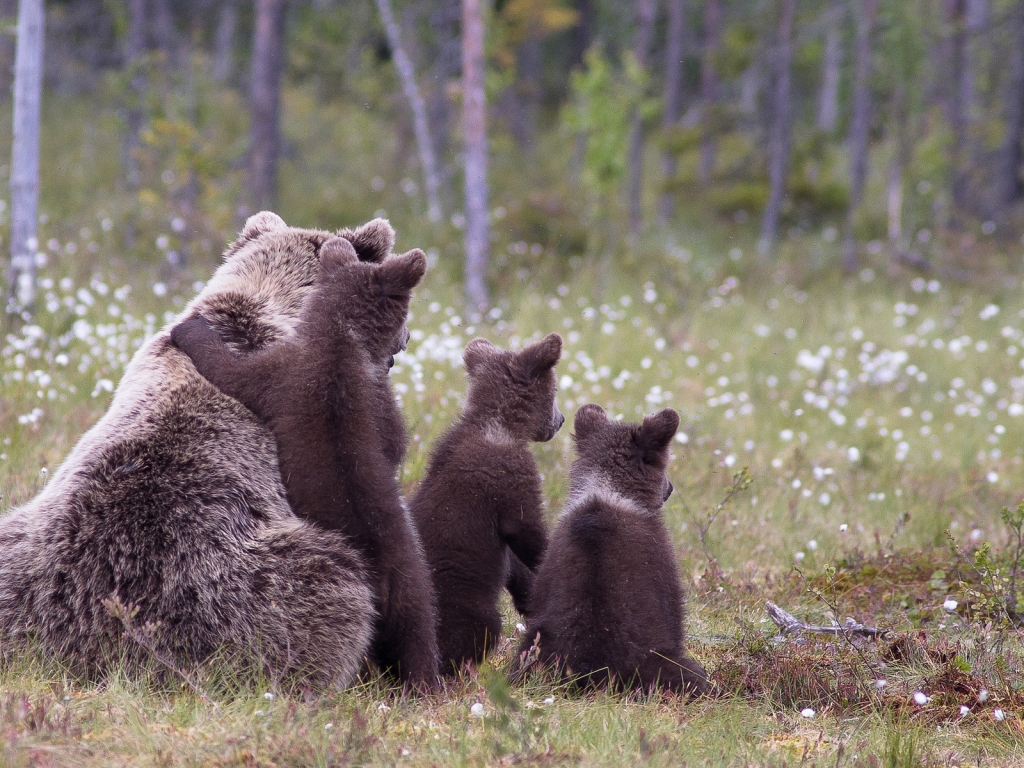 Brown Bear Family for 1024 x 768 resolution