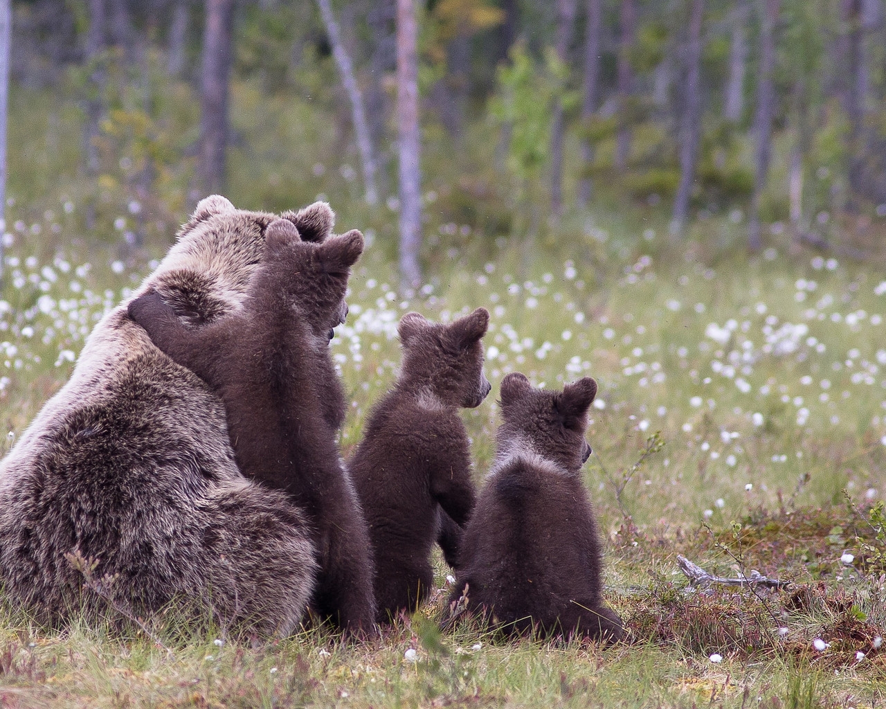 Brown Bear Family for 1280 x 1024 resolution