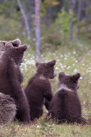 Brown Bear Family for 320 x 480 iPhone resolution