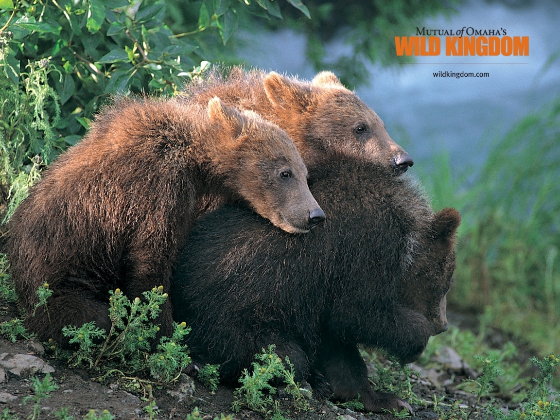 Brown Bears for 1152 x 864 resolution