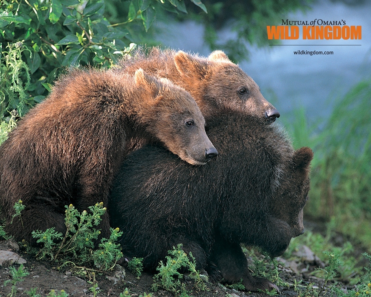 Brown Bears for 1280 x 1024 resolution