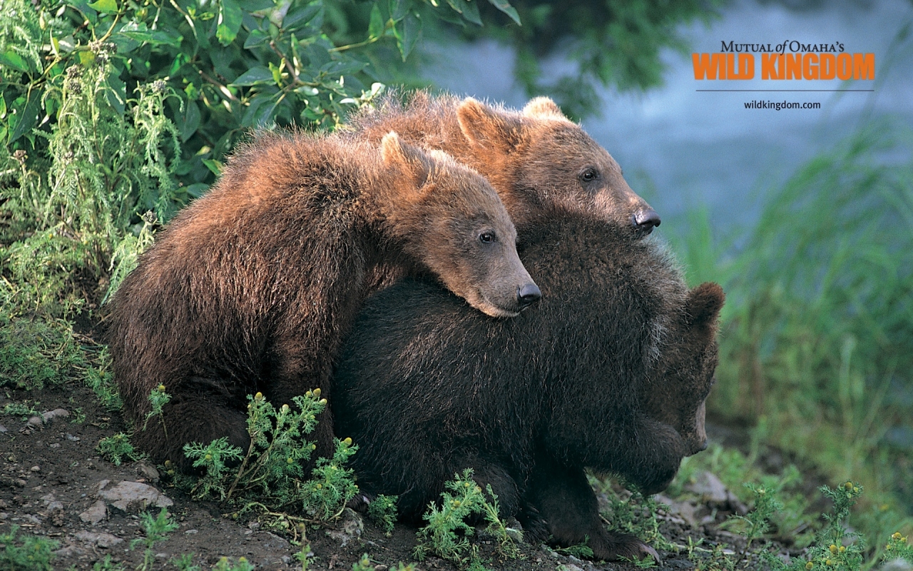 Brown Bears for 1280 x 800 widescreen resolution