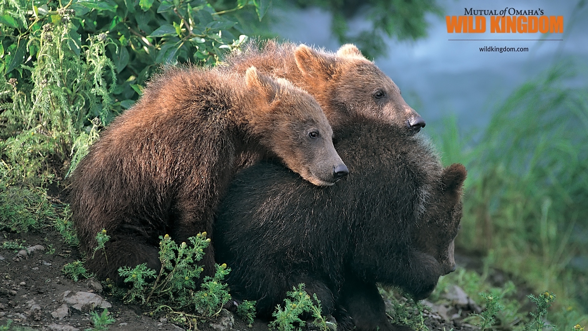 Brown Bears for 1920 x 1080 HDTV 1080p resolution