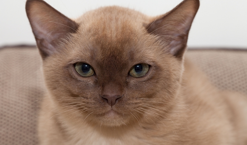 Brown British Burmese Cat for 1024 x 600 widescreen resolution