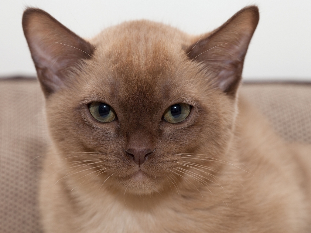 Brown British Burmese Cat for 1024 x 768 resolution