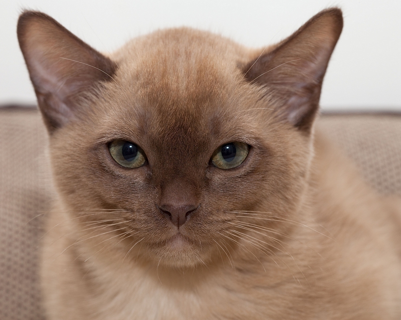 Brown British Burmese Cat for 1280 x 1024 resolution