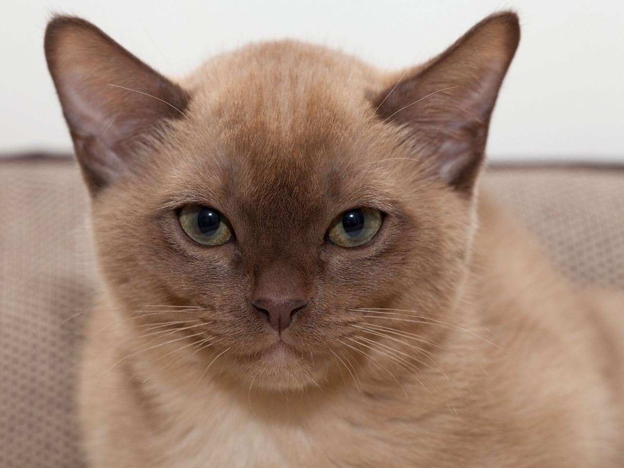 Brown British Burmese Cat for 1280 x 960 resolution