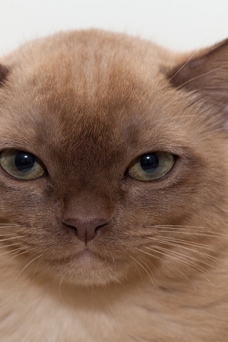 Brown British Burmese Cat for 320 x 480 iPhone resolution