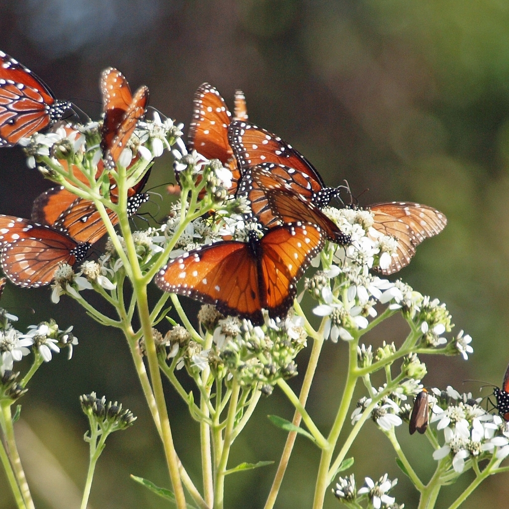 Brown Butterflies for 1024 x 1024 iPad resolution