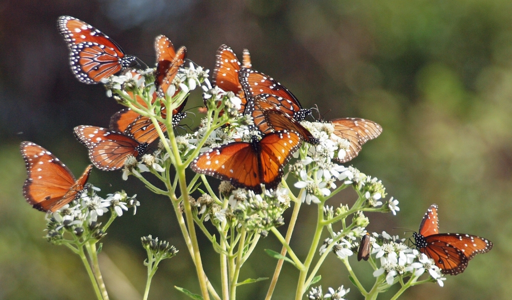 Brown Butterflies for 1024 x 600 widescreen resolution