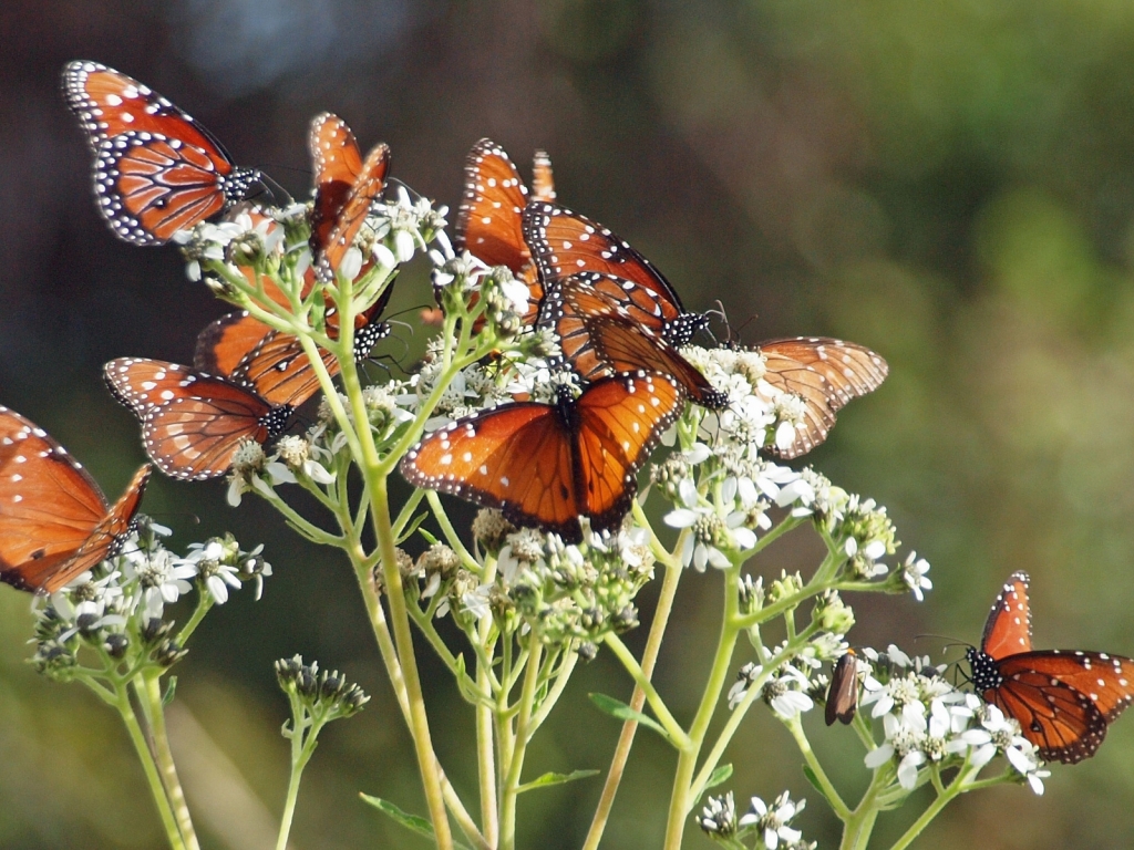 Brown Butterflies for 1024 x 768 resolution