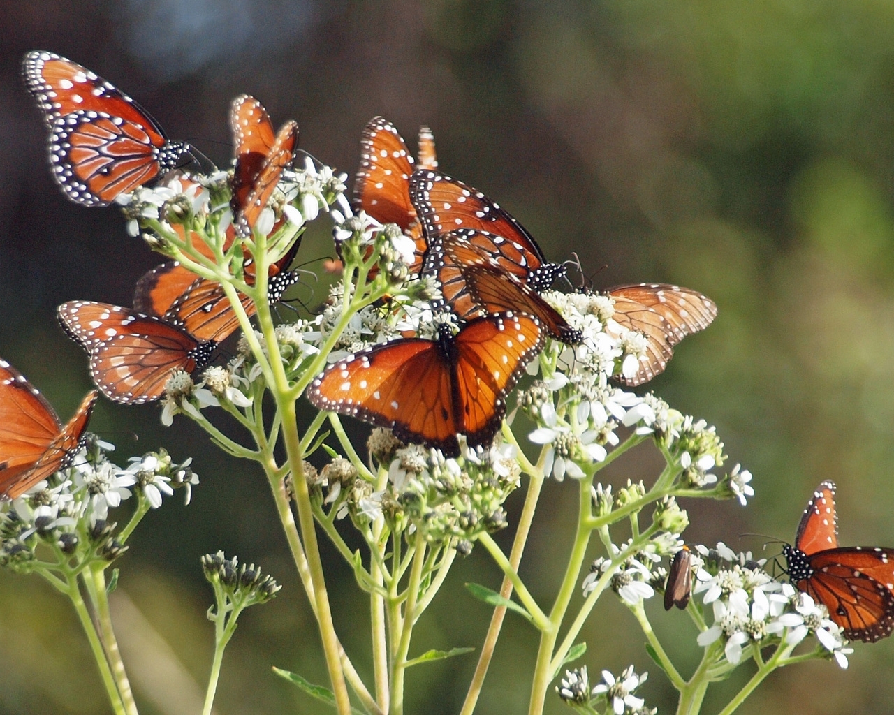 Brown Butterflies for 1280 x 1024 resolution