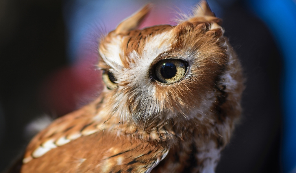 Brown Owl  for 1024 x 600 widescreen resolution