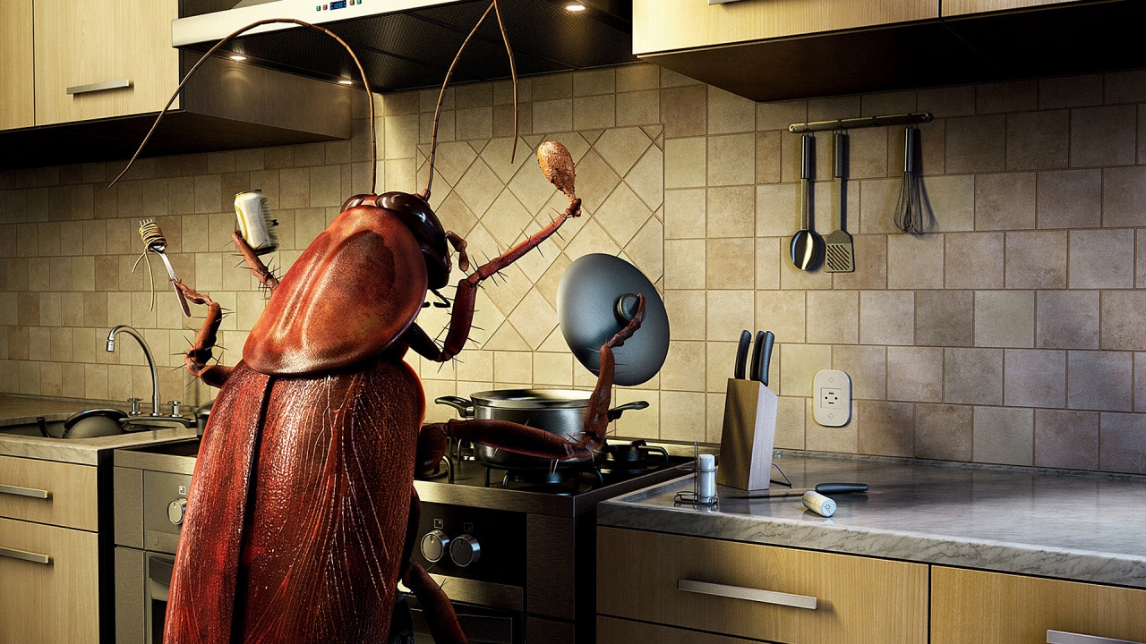Bug Cooking for 1280 x 720 HDTV 720p resolution