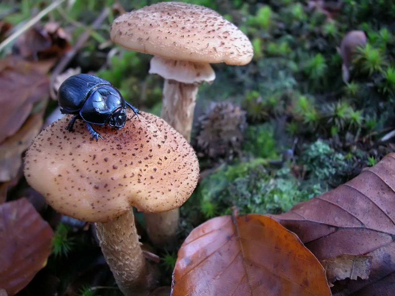 Bug on Mushroom for 1280 x 960 resolution