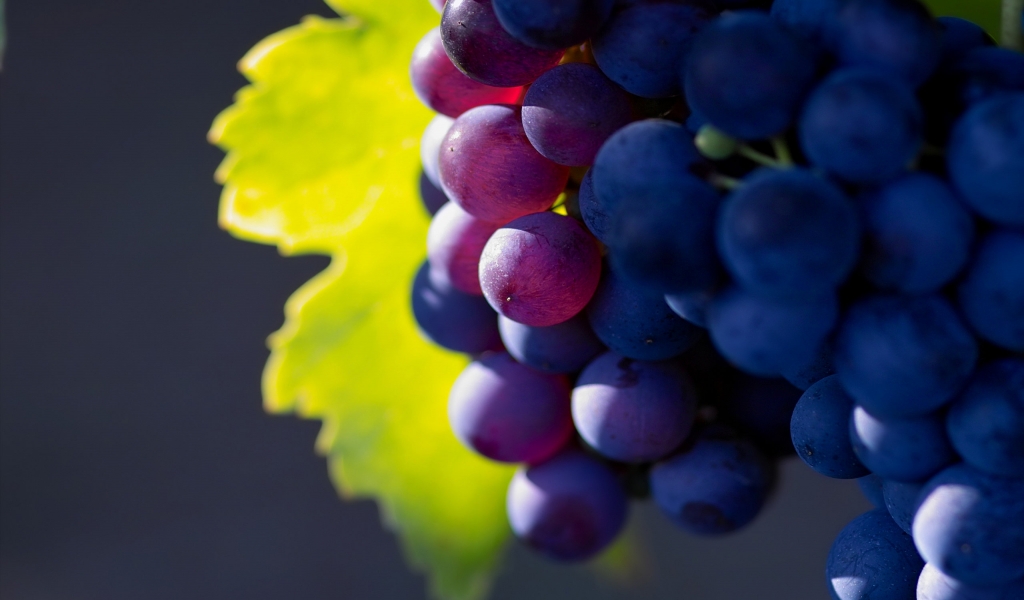 Bunch of Grapes for 1024 x 600 widescreen resolution