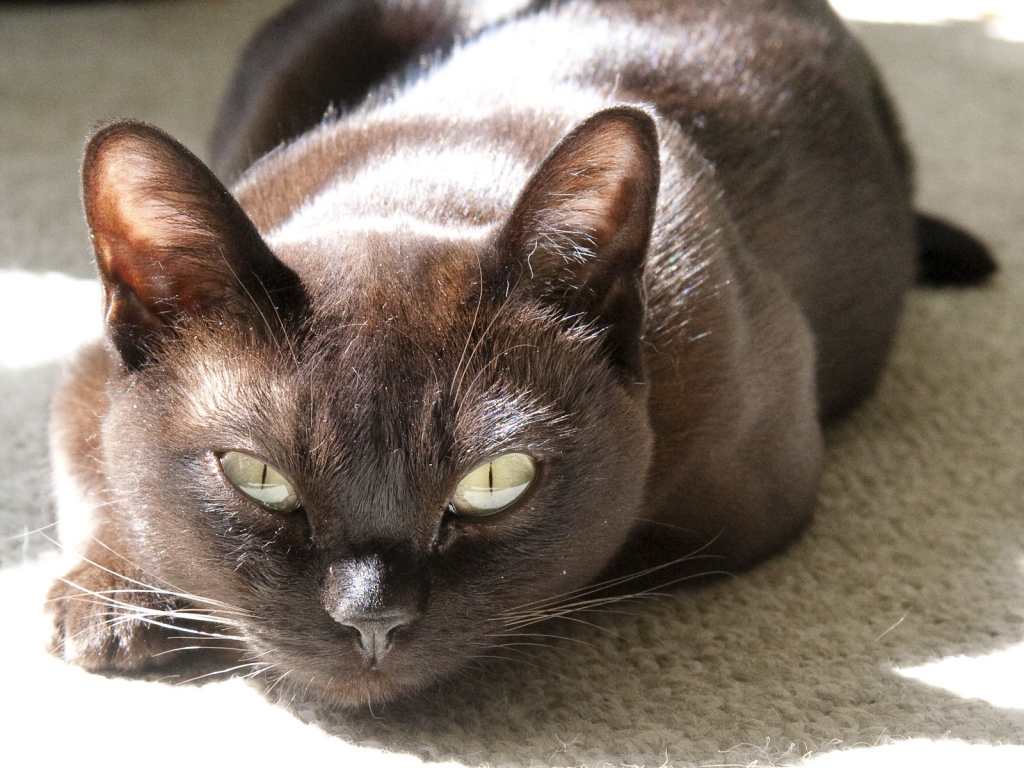 Burmese Cat for 1024 x 768 resolution