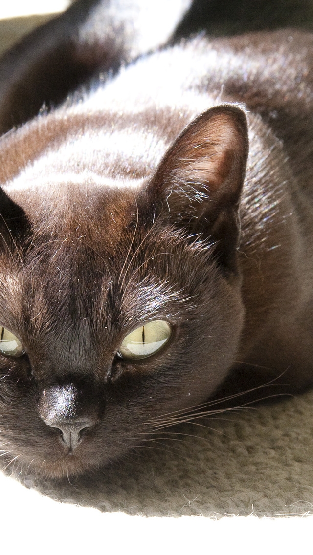 Burmese Cat for 640 x 1136 iPhone 5 resolution