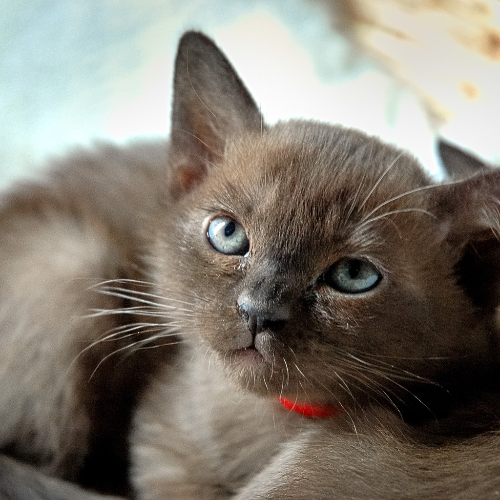 Burmese Kitten for 1024 x 1024 iPad resolution