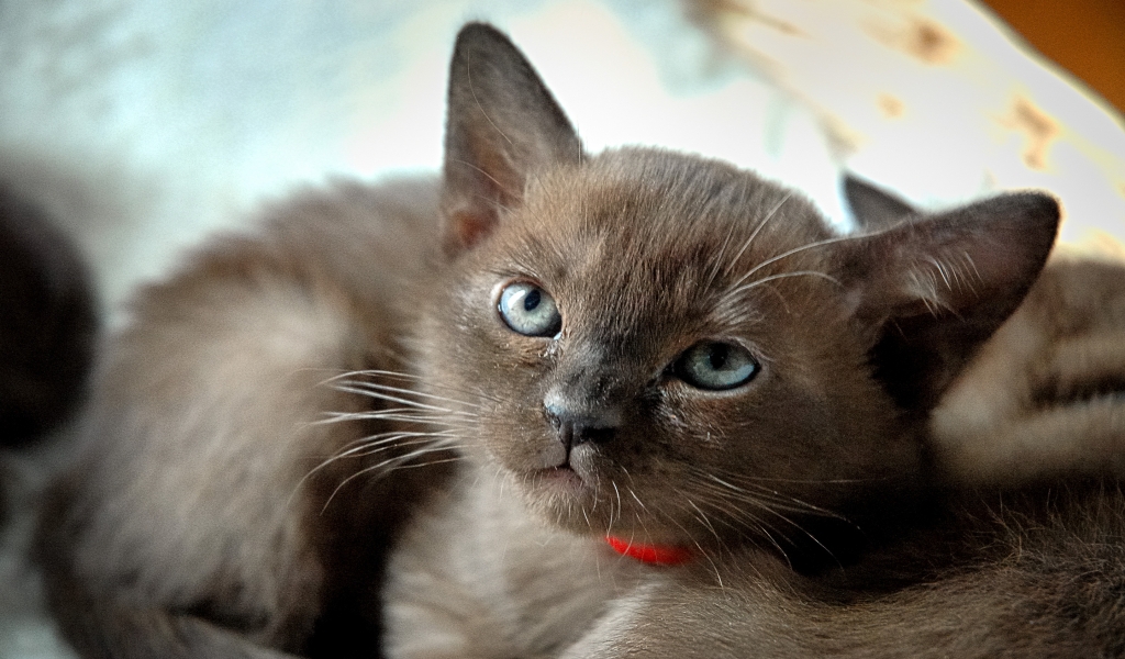 Burmese Kitten for 1024 x 600 widescreen resolution