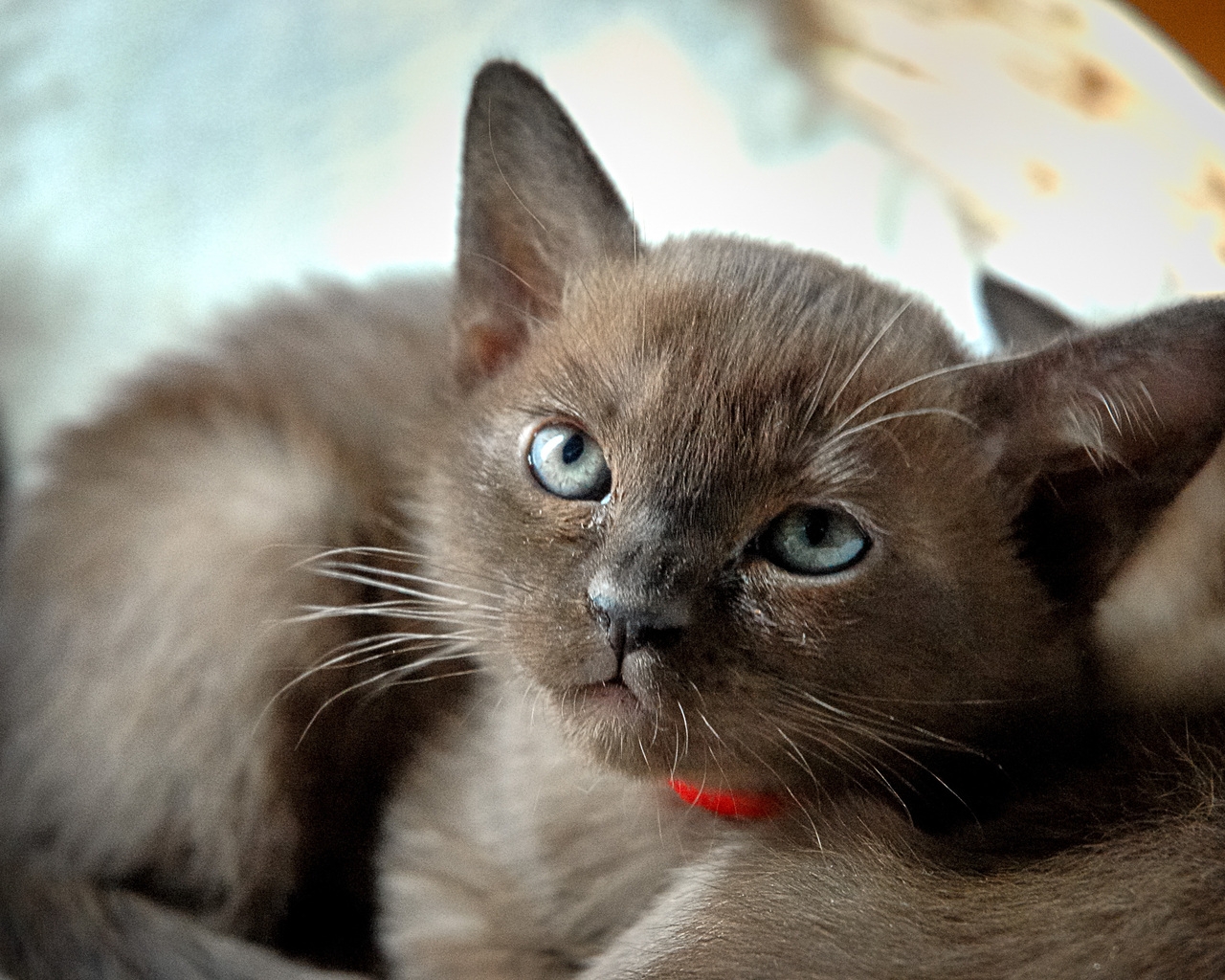 Burmese Kitten for 1280 x 1024 resolution