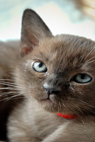 Burmese Kitten for 320 x 480 iPhone resolution