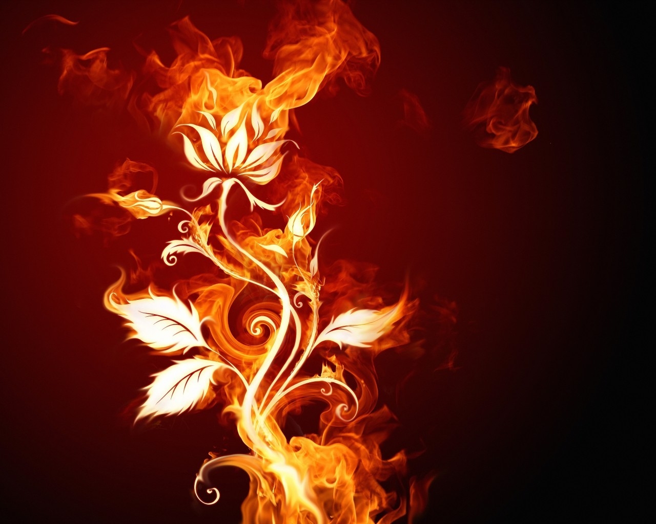 Burning Flower for 1280 x 1024 resolution