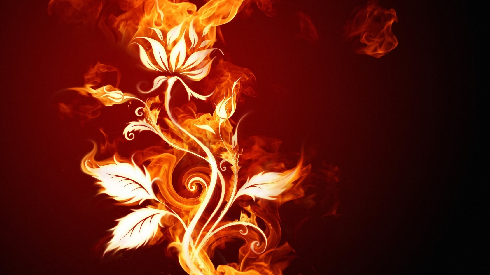 Burning Flower for 1680 x 945 HDTV resolution
