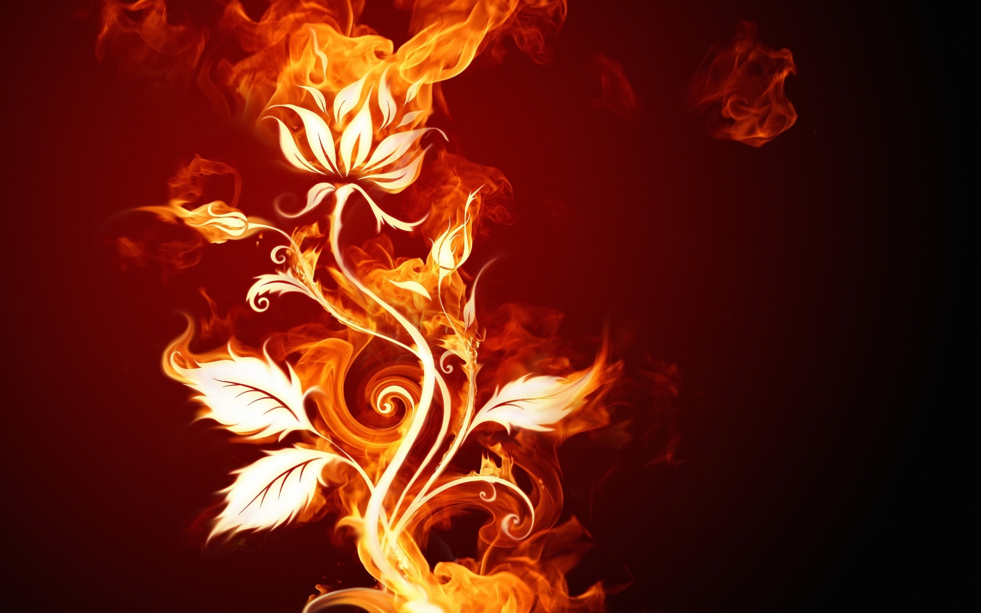 Burning Flower for 1920 x 1200 widescreen resolution