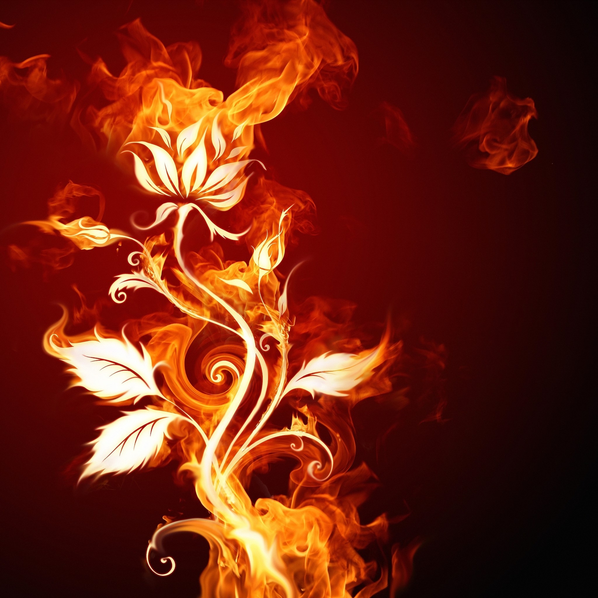 Burning Flower for 2048 x 2048 New iPad resolution