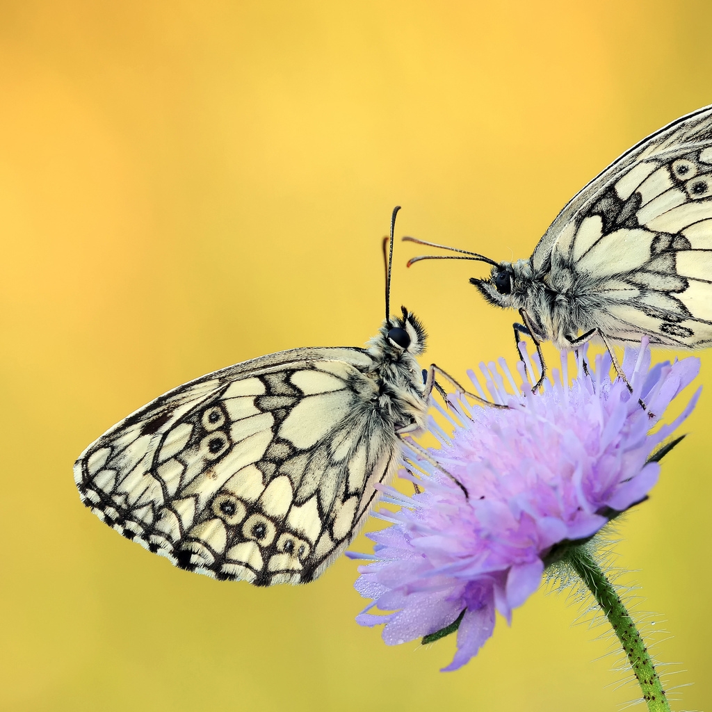 Butterflies on a Purple Flower for 1024 x 1024 iPad resolution