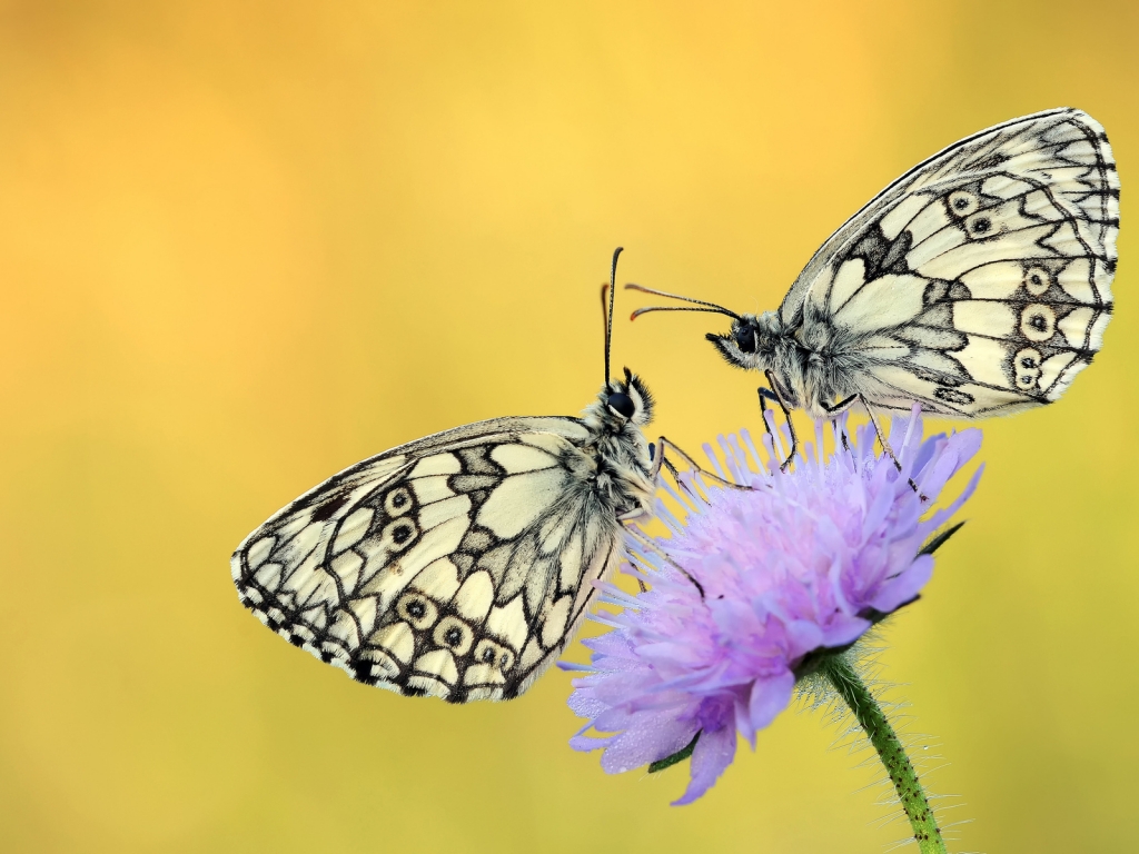 Butterflies on a Purple Flower for 1024 x 768 resolution