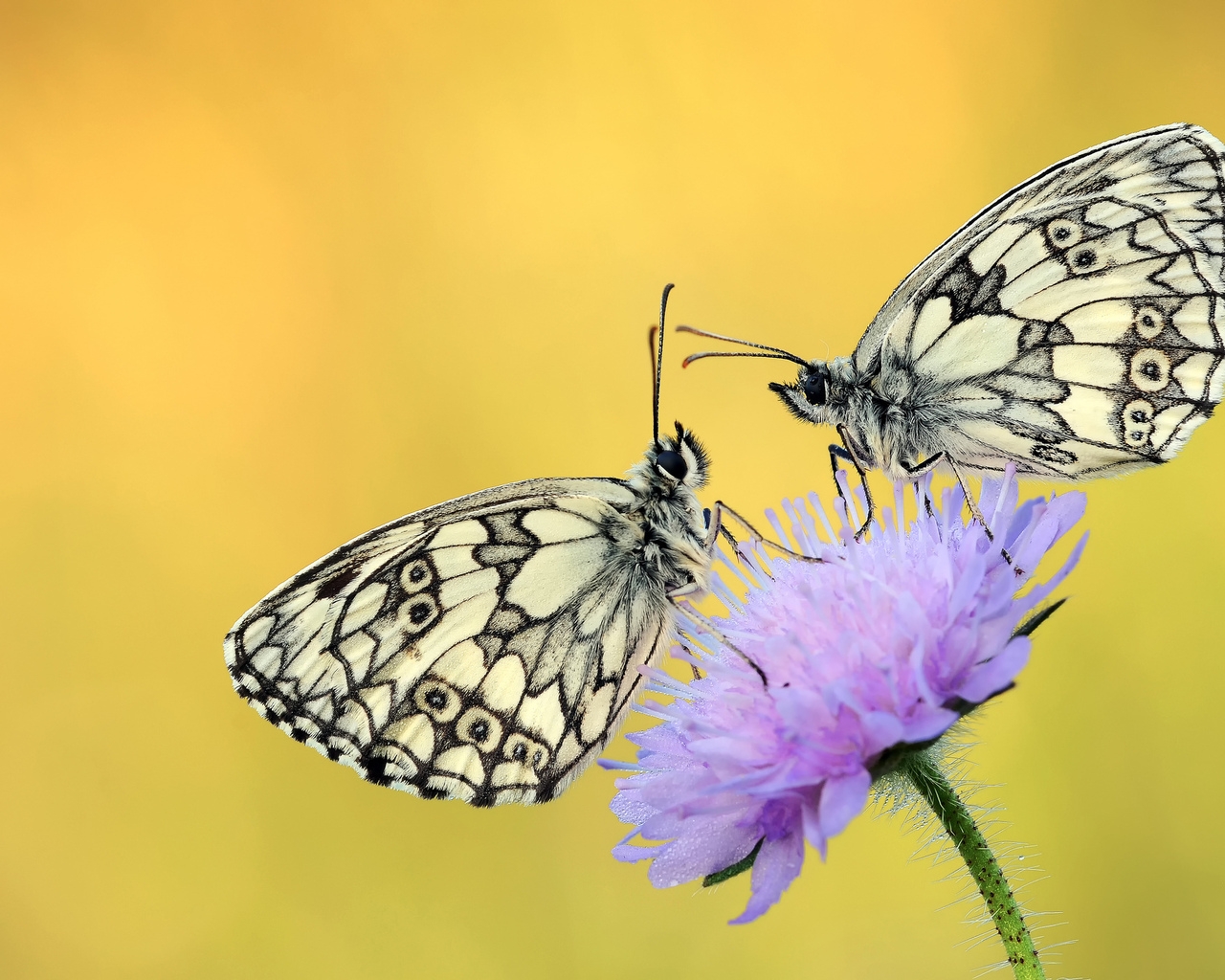 Butterflies on a Purple Flower for 1280 x 1024 resolution