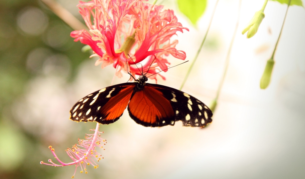 Butterfly on a Flower for 1024 x 600 widescreen resolution