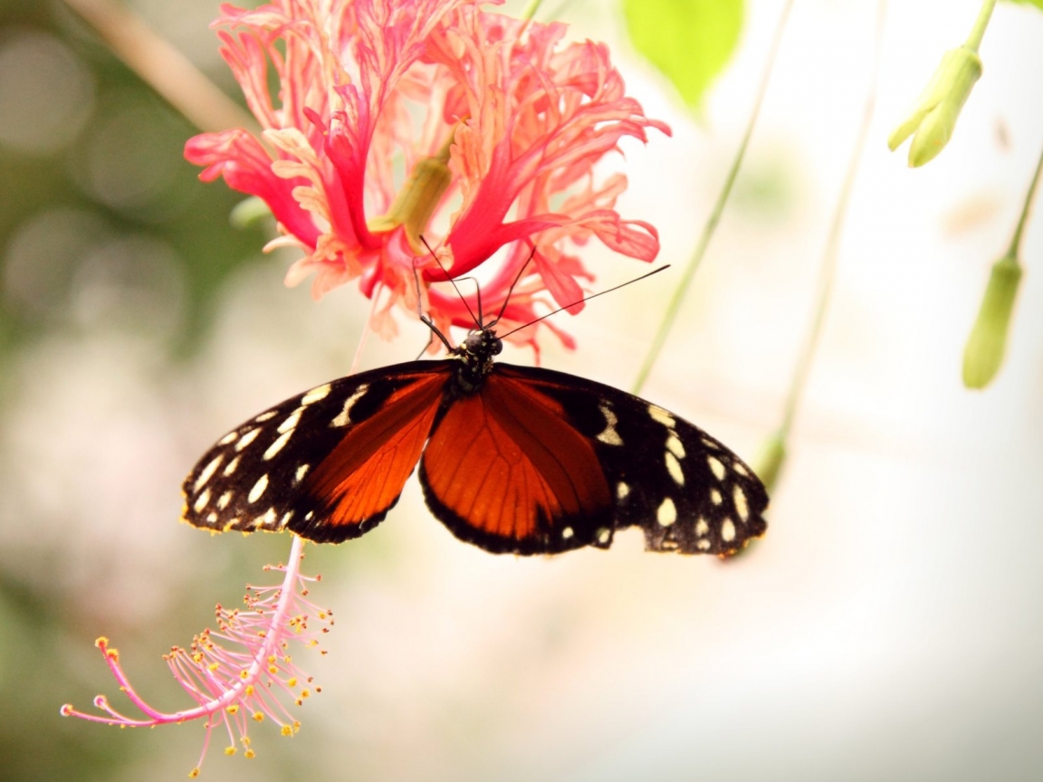 Butterfly on a Flower for 1152 x 864 resolution