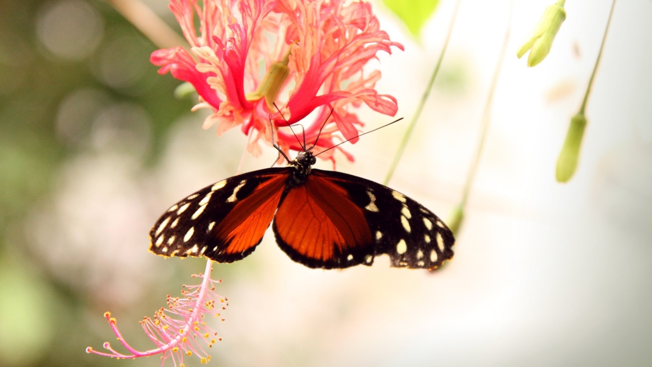 Butterfly on a Flower for 1280 x 720 HDTV 720p resolution