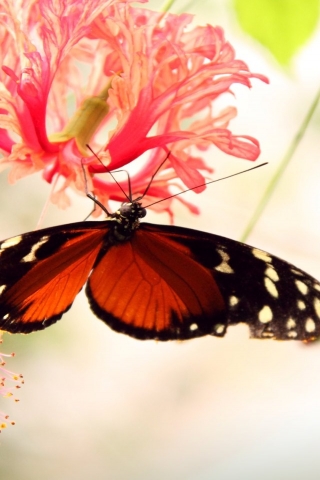 Butterfly on a Flower for 320 x 480 iPhone resolution