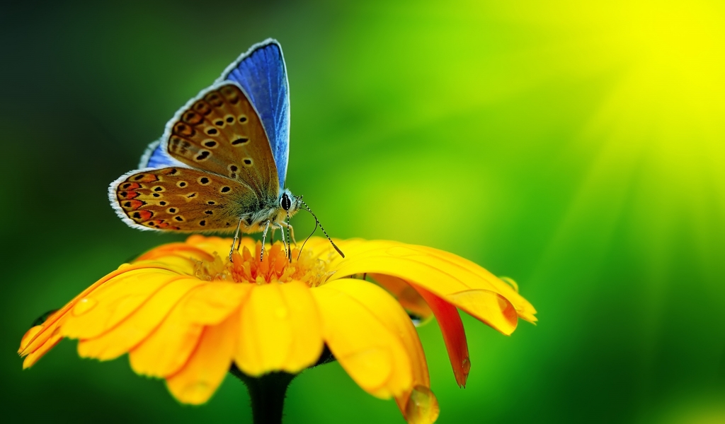 Butterfly Pollen for 1024 x 600 widescreen resolution