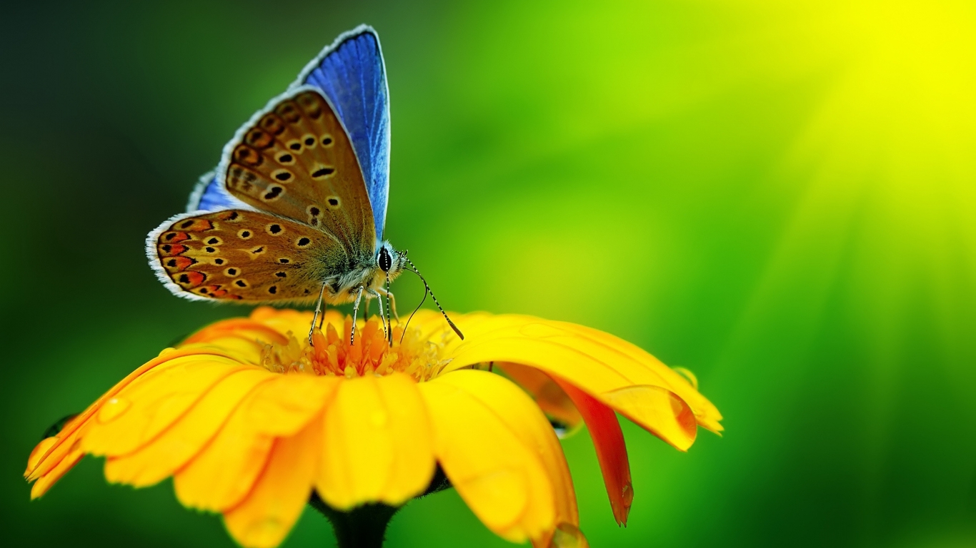Butterfly Pollen for 1366 x 768 HDTV resolution