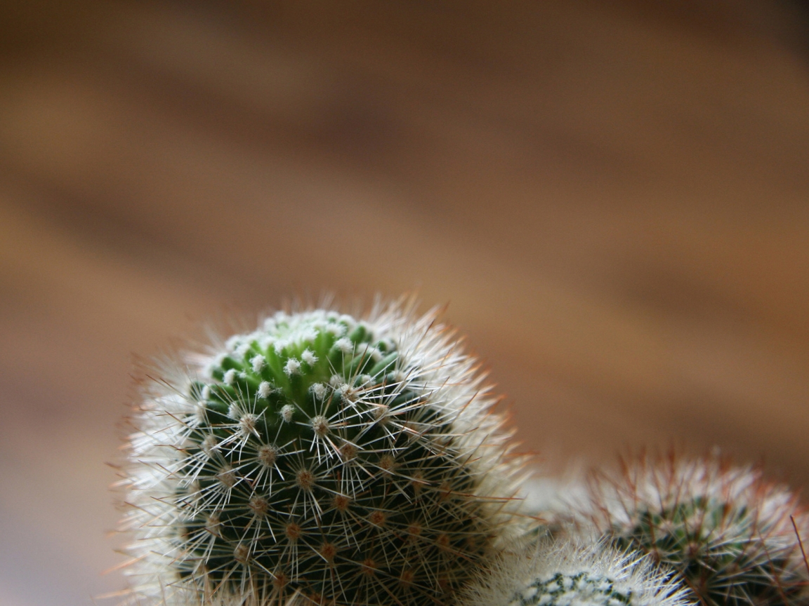 Cactus overview for 1152 x 864 resolution