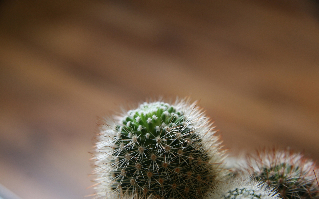 Cactus overview for 1280 x 800 widescreen resolution