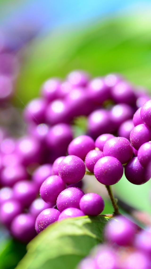 Callicarpa Berries for 640 x 1136 iPhone 5 resolution