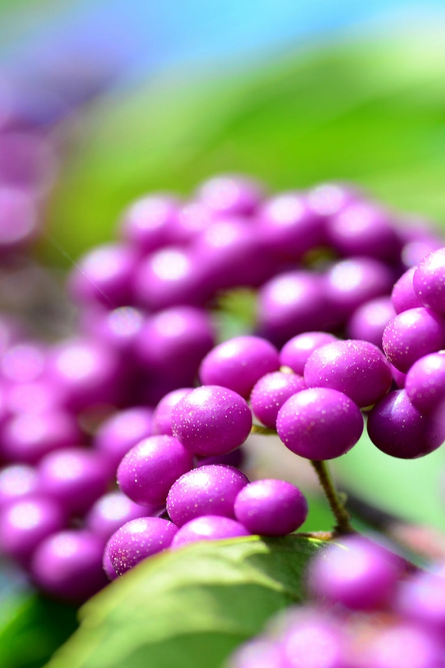 Callicarpa Berries for 640 x 960 iPhone 4 resolution