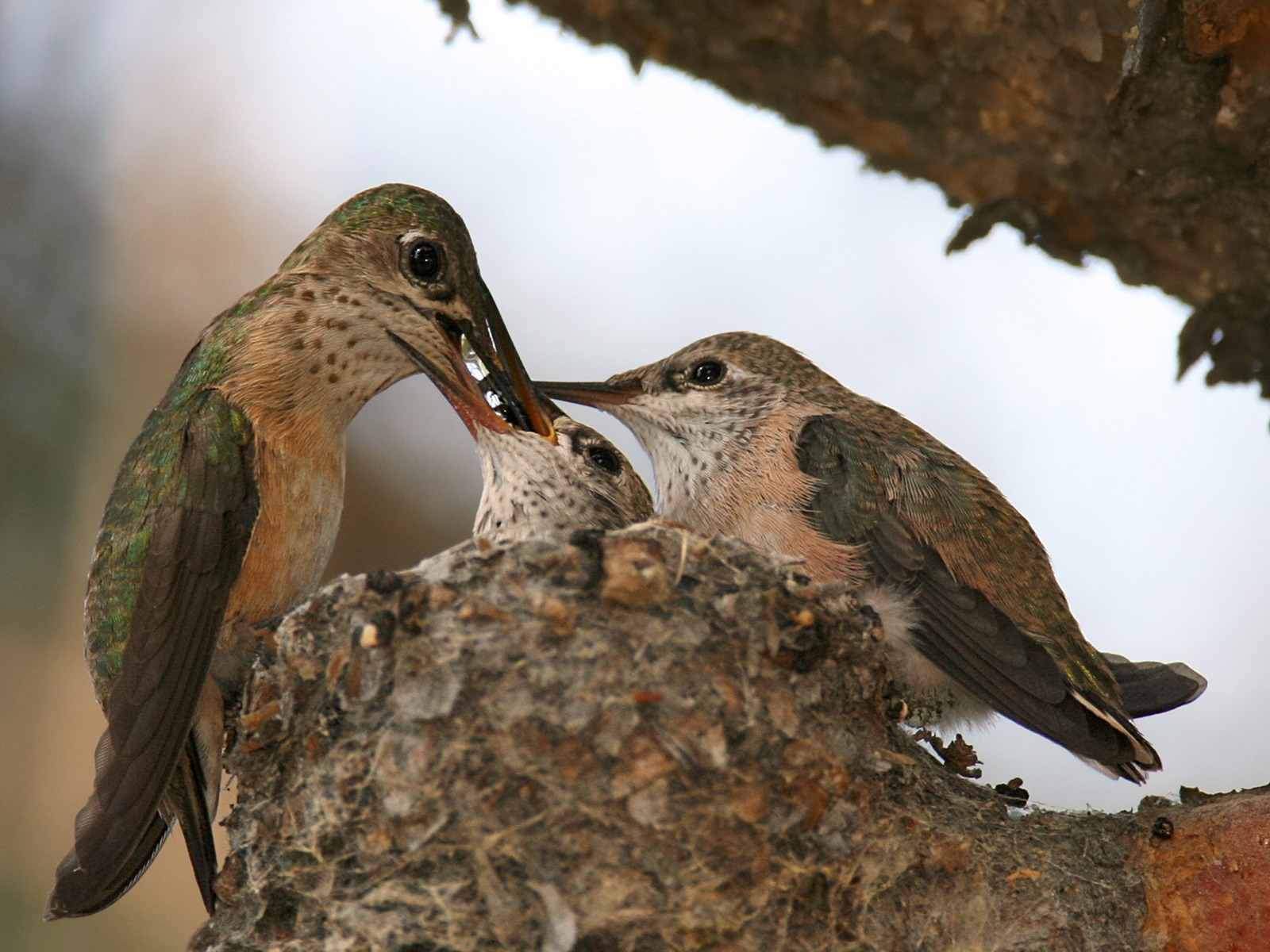 Calliope Hummingbird Nest for 1600 x 1200 resolution