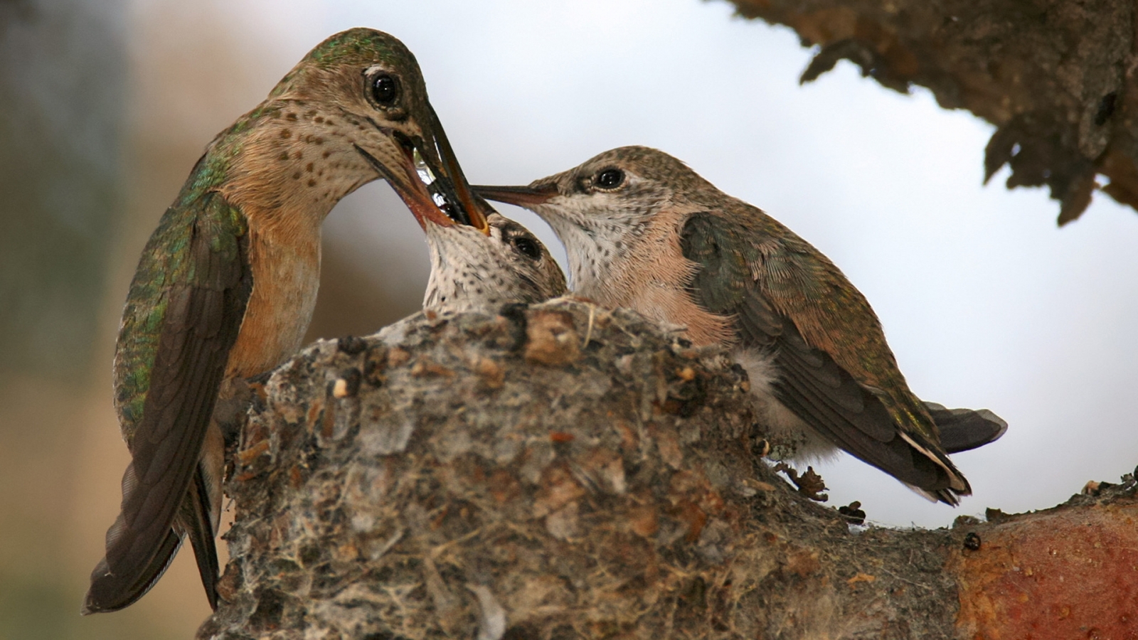 Calliope Hummingbird Nest for 1600 x 900 HDTV resolution